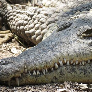 American crocodile