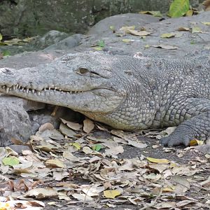 American crocodile