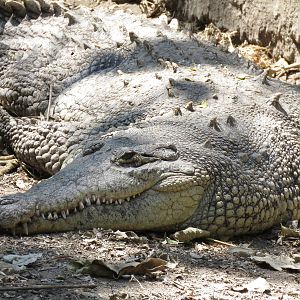 American crocodile