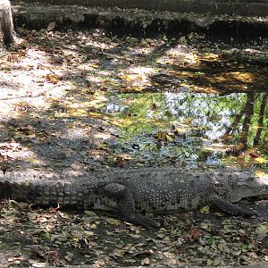 American crocodile