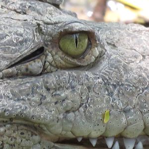 American crocodile
