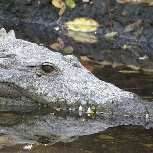 American crocodile