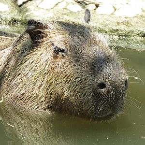Capibara