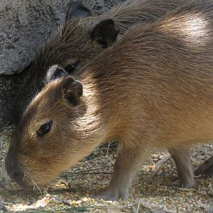 Capibara