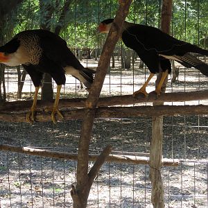 Caracara