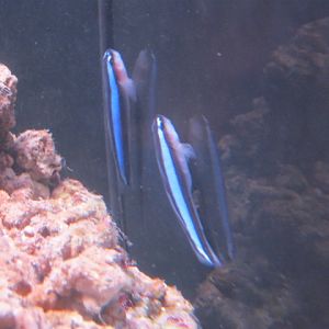 Neon Gobies