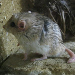 Duprasi or Fat-tailed Jird.