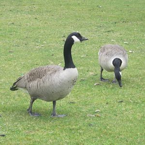 Wild Canada Geese.