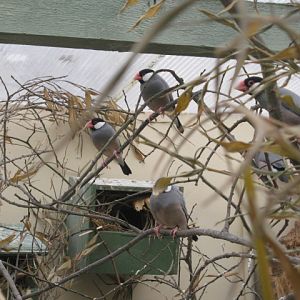 Java Sparrow colony.