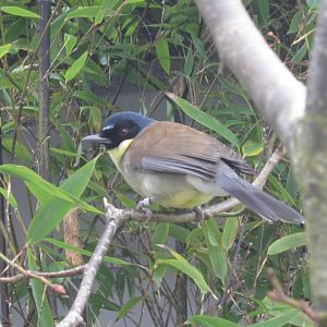 Blue-crowned Laughing Thrush.