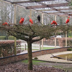 Scarlet and Waldrapp Ibis.