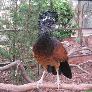 Female Great Currasow.