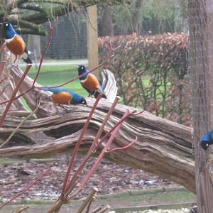 Superb Spreo Starlings.