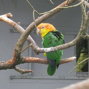 White-Bellied Caique.