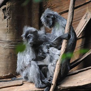 Silvered Leaf Monkeys