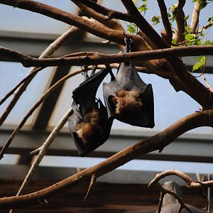 Rodrigues Flying Fox