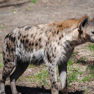 Spotted Hyena