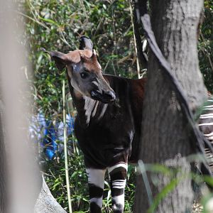 Okapi