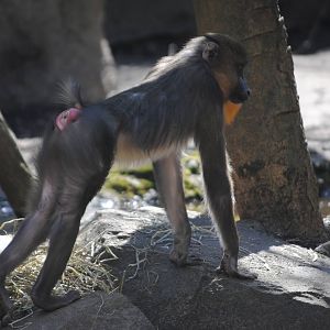 Mandrill