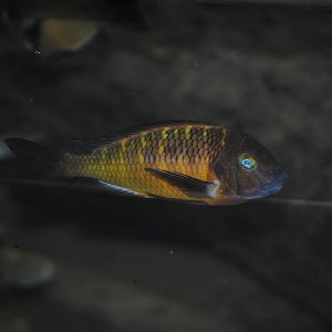 Blunthead Cichlid