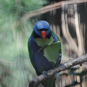 Lord Derby's Parakeet