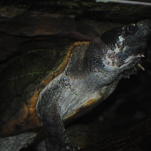 Chiapas Giant Musk Turtle