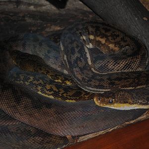 Timor Pythons