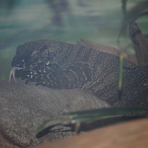 Lace Monitor