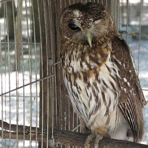 Mottled owl