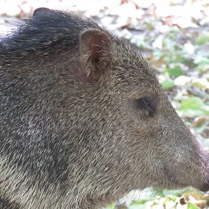 Collared peccary