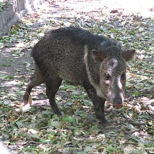Collared peccary