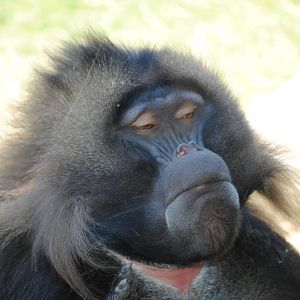 Gelada