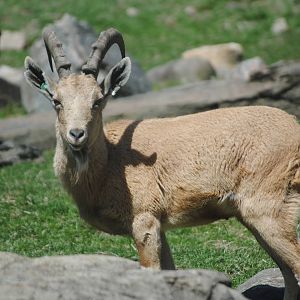Nubian Ibex