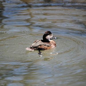 Ring-Necked Duck