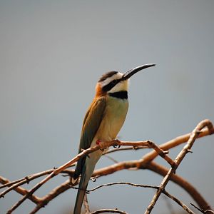 White-Throated Bee-Eater