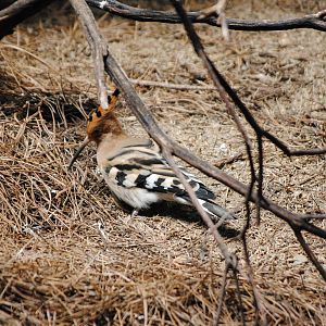 Common Hoopoe