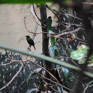 Emerald Starling