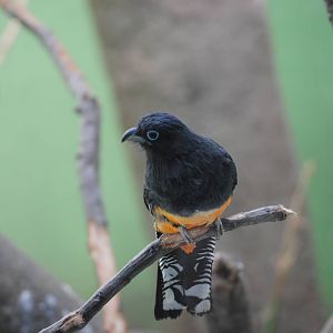 White-Tailed Trogon