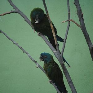 Blue-Headed Macaws