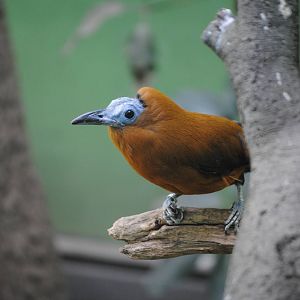 Capuchinbird