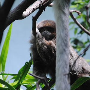 Bolivian Grey Titi