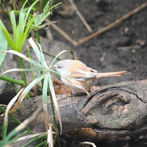 Bearded Reedling