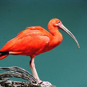 Scarlet Ibis
