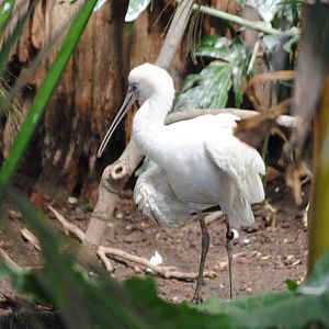 African Spoonbill