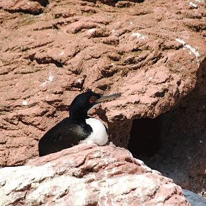 Guanay Cormorant