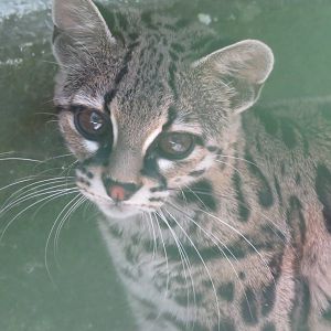 Oncilla/Margay?