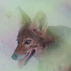 Coyote