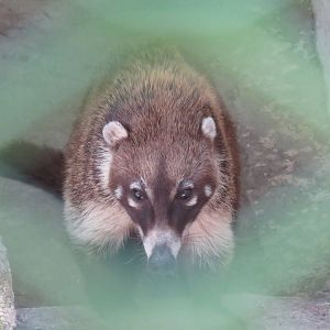 Coati