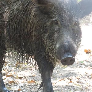 Wild boar