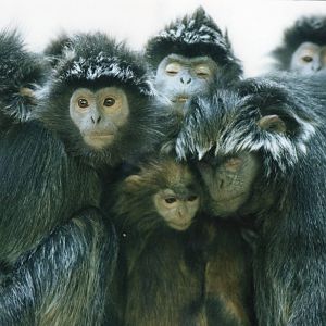 Silver leaf group, 1990's